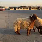 خروف نعيمي
