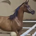 فرس واهو فاخرة مكس خط جمال