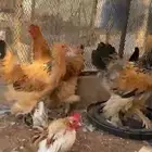 دجاج برهما لوف سوبررر