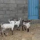 عنقان