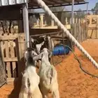 تيوس 2 اعمارها 6 شهور فل شحم مغلقه