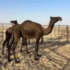 للبيع لقيه مجهم