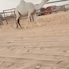 لقحه بكر وضحاء