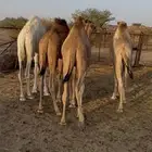حشوان قعدان 4 قعدان للبيع عمارها 6 شهور جنوب بيشه