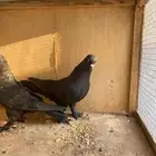 حمام تركي للبيع او البدل ببكستاني