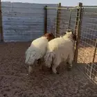 نعيميات فل فل شحم لحم انتاج حقت تمايم
