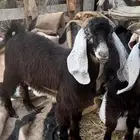 تيوس طيبه جدا  يوجد توصيل