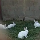 أرانب