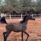 امهار واهو للبيع