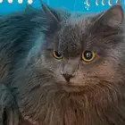 قط ذكر ضائع بالعيدابي الي يحصله يتواصل معي