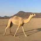 للبيع بكره