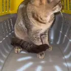 قطوه لتبني.