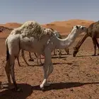قعود اوضح وبكره شقحا طيبات للبيع