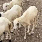 خرفان ورخال
