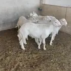 طليان نظيفة وسمان على شرط للبيع