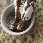 تيوس عمانيه