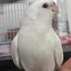 كروان كوكتيل للبيع