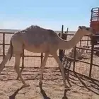 قعدان قصب للبيع