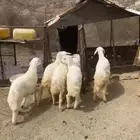 طليان ورخال