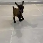 جفره قزميه للبيع