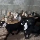 عرس العدد 10 مشروط شرط 5 يرضع 5 يأكل ويشرب