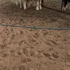 نجد خرفان طيبه للبيع