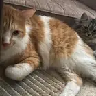 قط للتبني