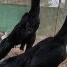 دجاج الماني القفنذه