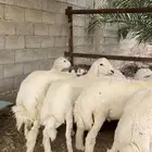 طليان ذبائح