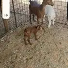 للبيع عنز جنوبيه