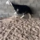 نجديه صنف