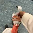كاسكو