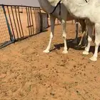 ضروبه غيثيه