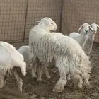 خروف فحل حري للبيع