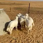 بهم حري فل الفل وفاخر