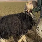 فحل نجدي