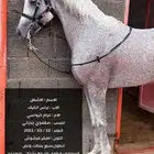 حصان عربي