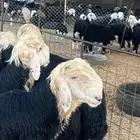 للبيع بهم مشاريع فحول نجد صنف