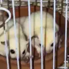 شوقر قلايدر ازواج منتجة للبيع