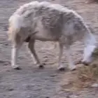 غنم مراح واحد