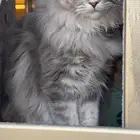 قط شيرازي عمره 3 سنوات للتبني