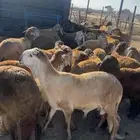 سواكني حمري تربيه 4 شهور.