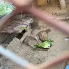 ارانب للبيع