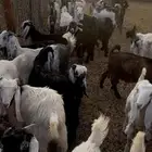 صخال فل الفل