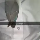 ببغاء روز هدد خارجي حالته الصحيه ممتازه