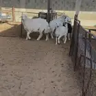 حريات