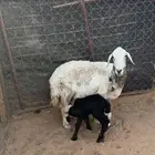 حريه تحتها خروف