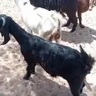 عنقان مقنوي