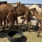 للبيع حشو قصب