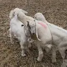 تيوس وحري لباني وبربري جمله وتفريد